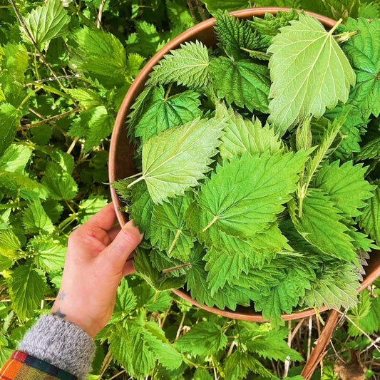 Welcome to Nettle Season!