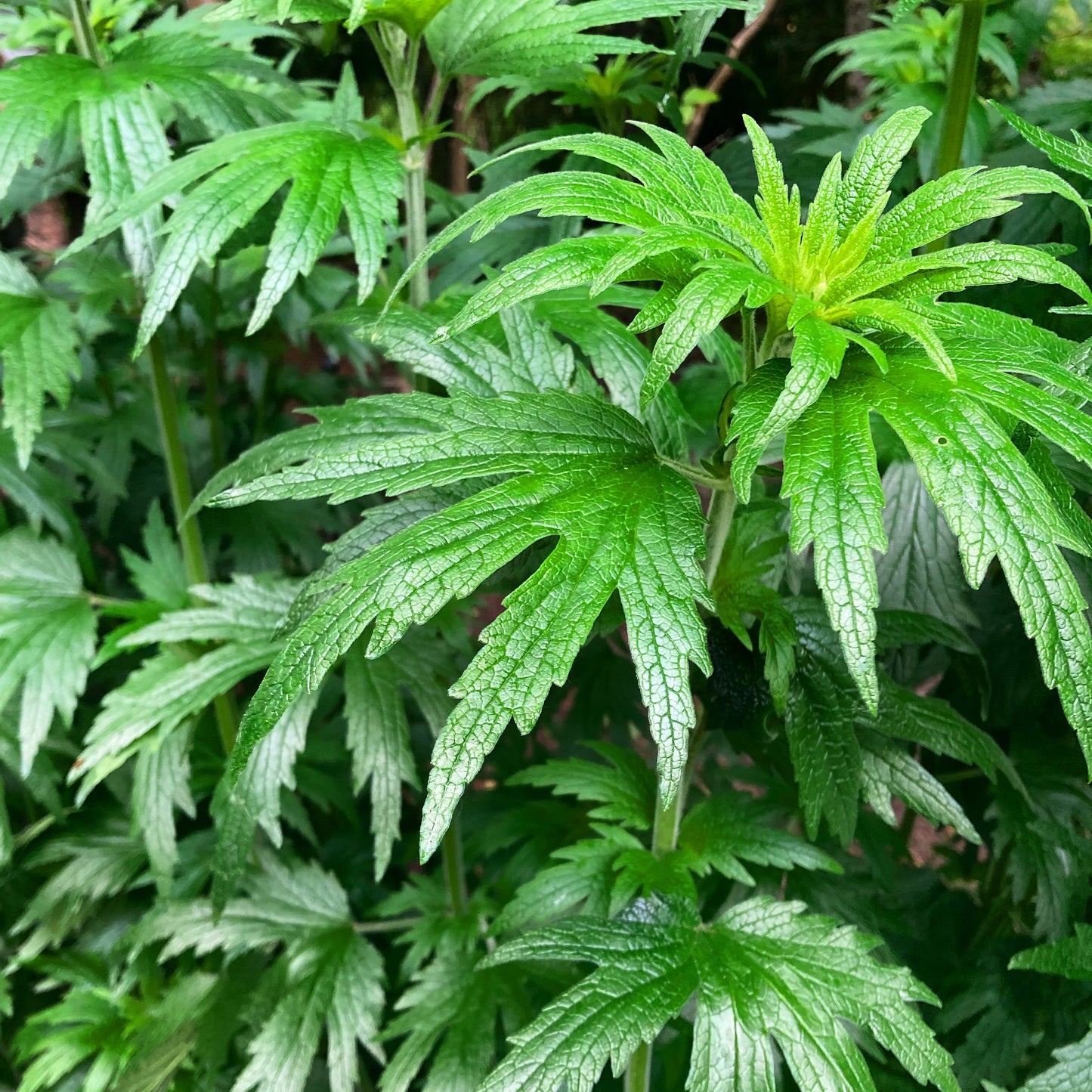 Motherwort Dried Leaf