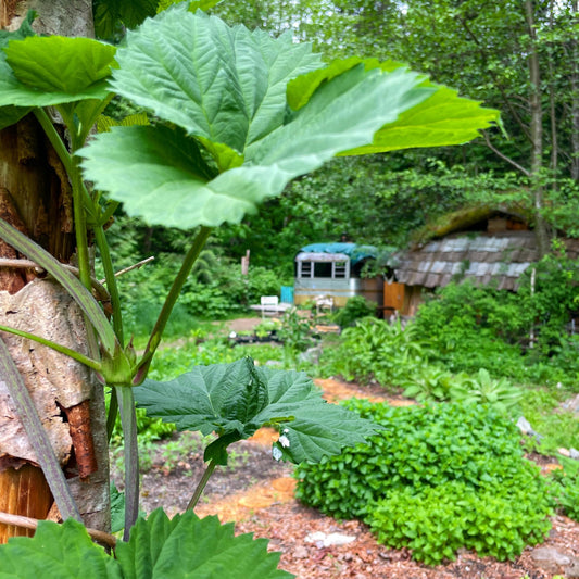 Mid-Spring on the Herb Farm!