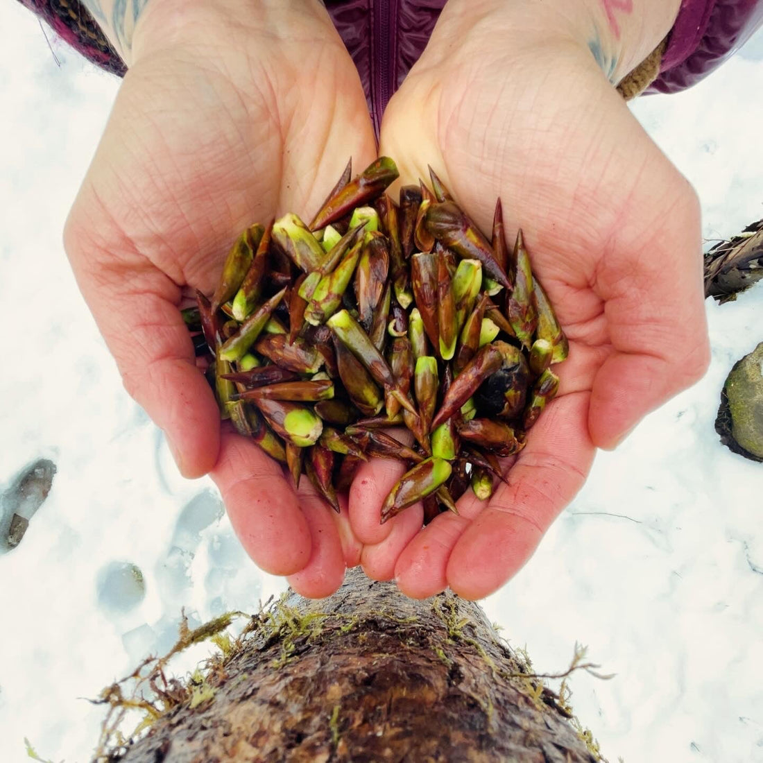 Black Cottonwood Harvest!