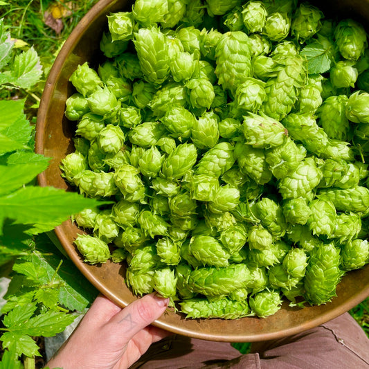Hops harvest!