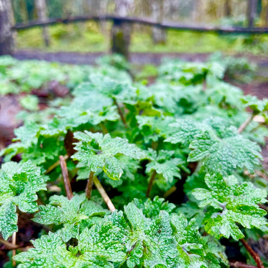 Welcoming Spring & New Growth