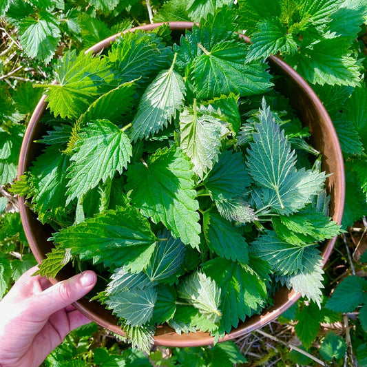 Nettle Harvests