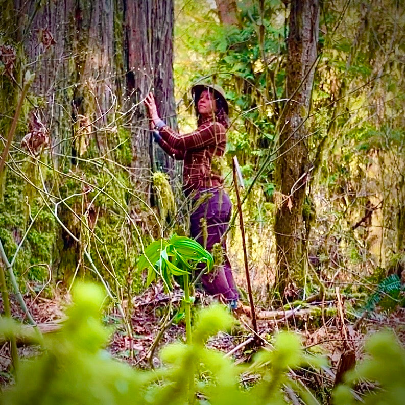 Gifts of the forest
