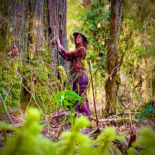 Gifts of the forest