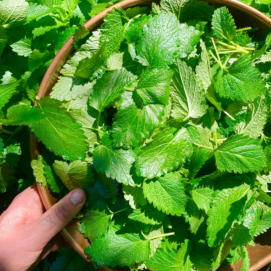 The love of Lemon Balm