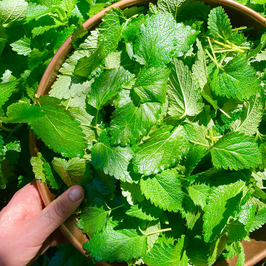The love of Lemon Balm