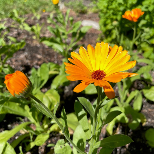 Blooming on the Herb Farm!