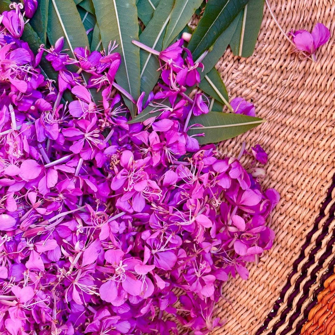 Fireweed Harvest + Rest & Digest Restock