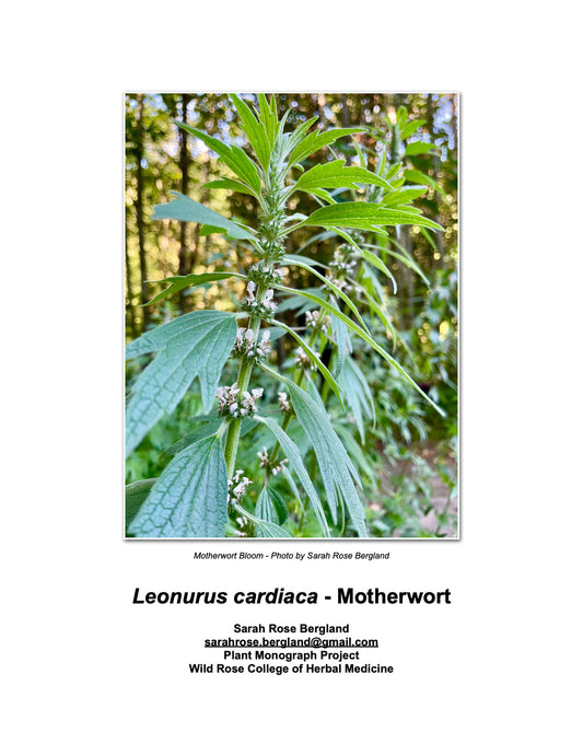 Motherwort Monograph - Leonurus cardiaca