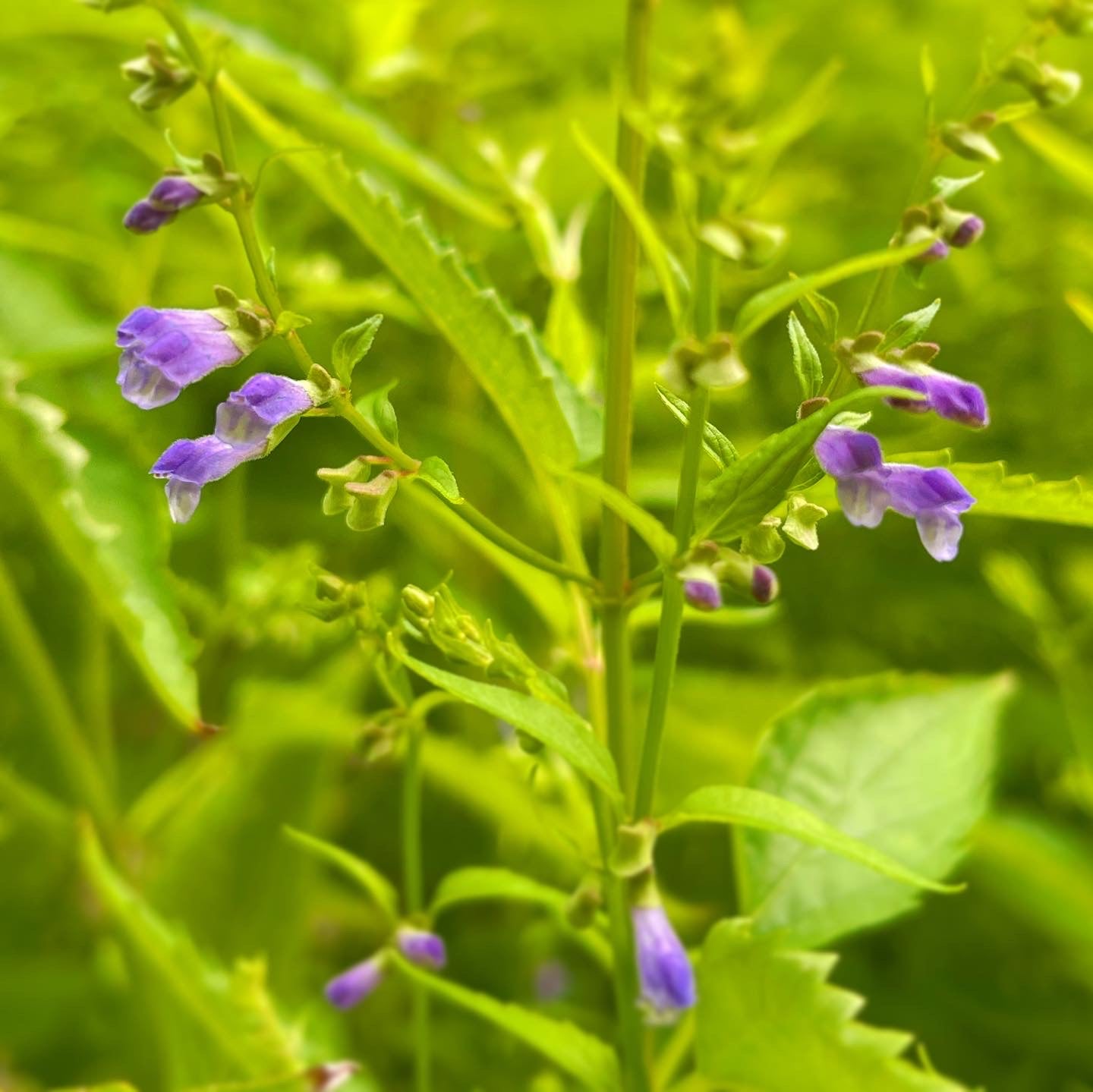 Skullcap Seeds