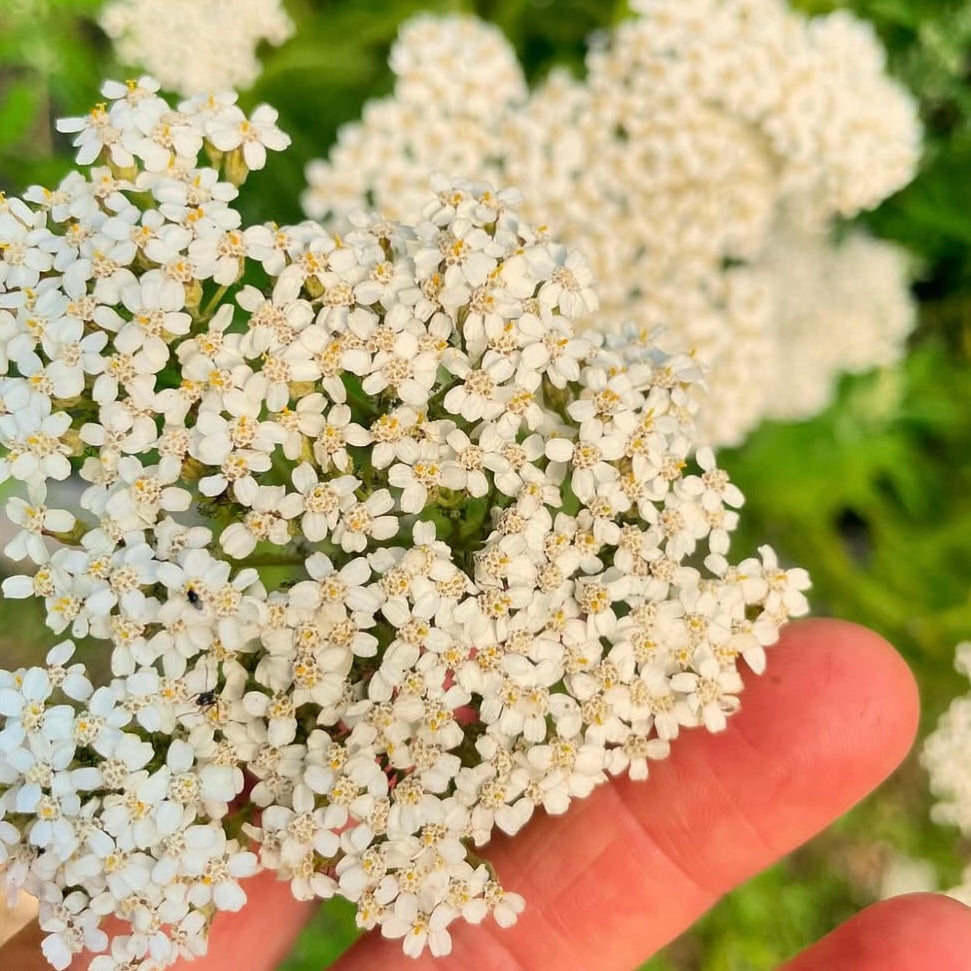 Immune Boost Tincture Blend