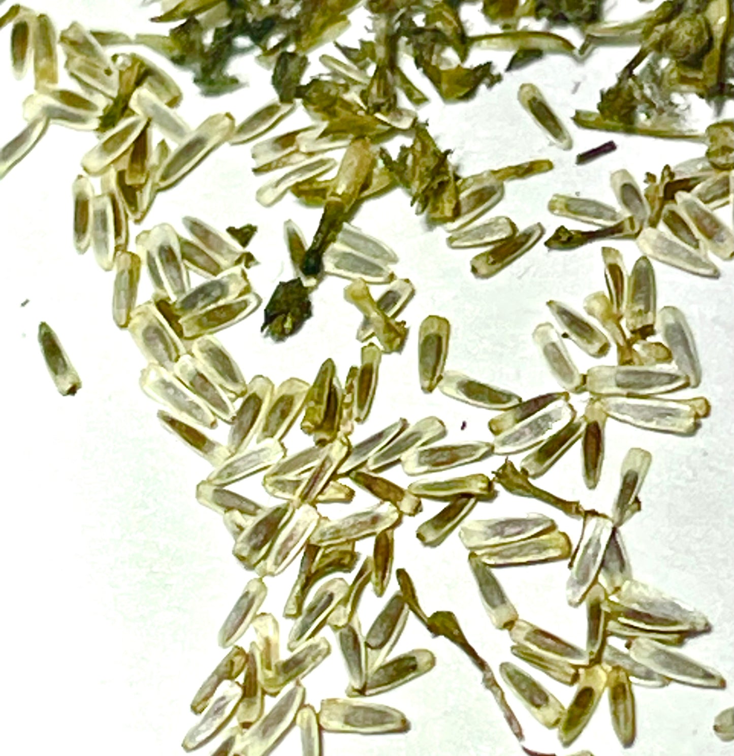 Yarrow Seeds