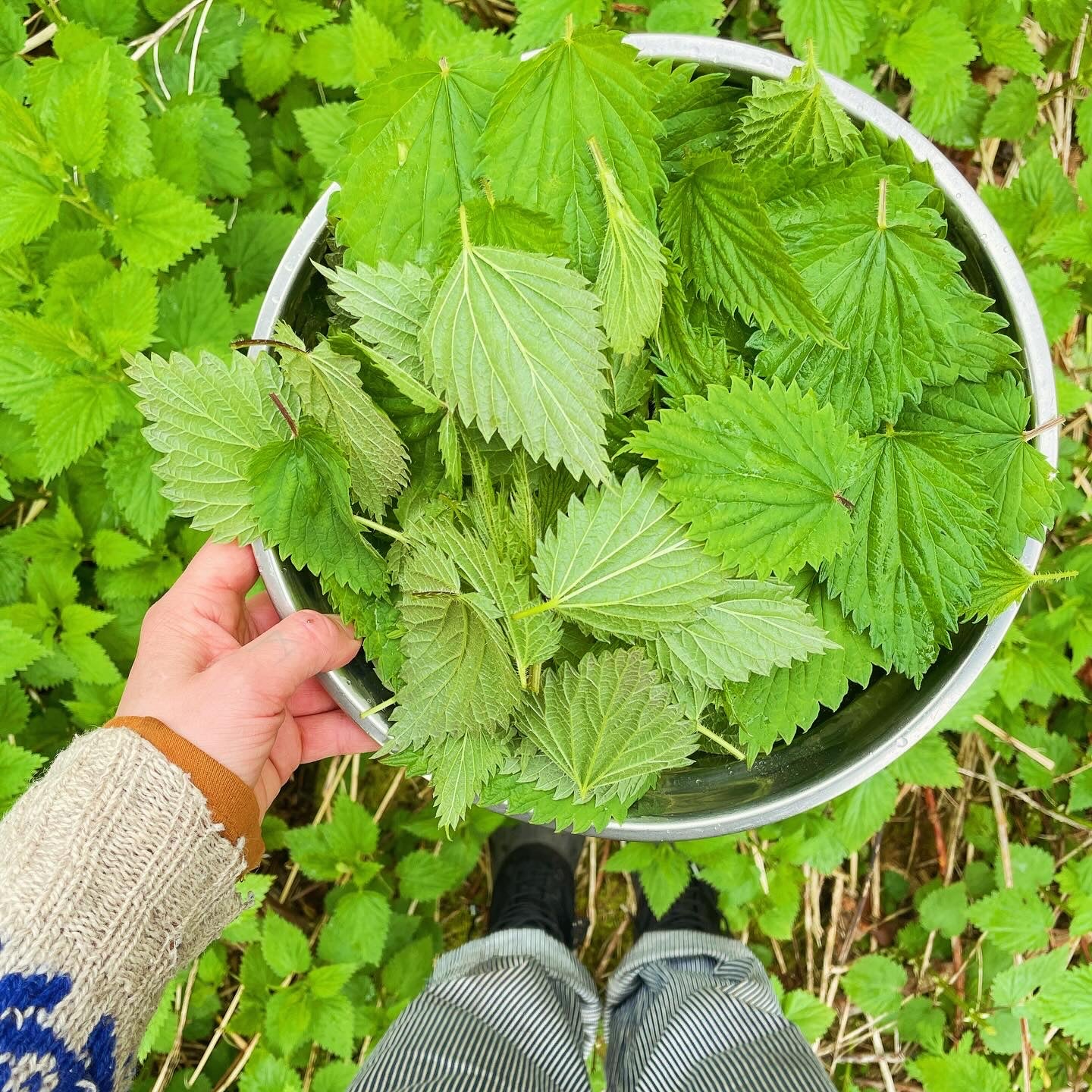 Nettle - Dried Leaf