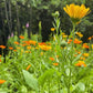Calendula & Yarrow Face Oil