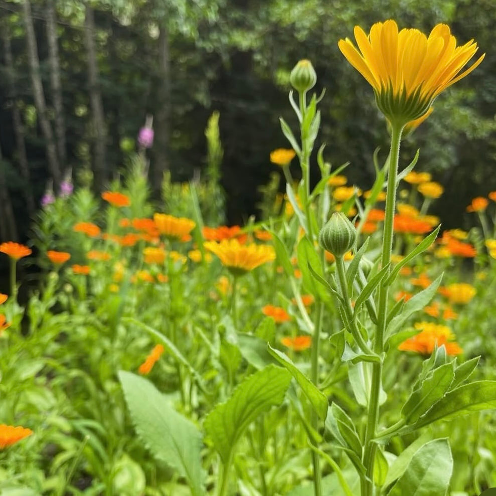 Calendula & Yarrow Face Oil