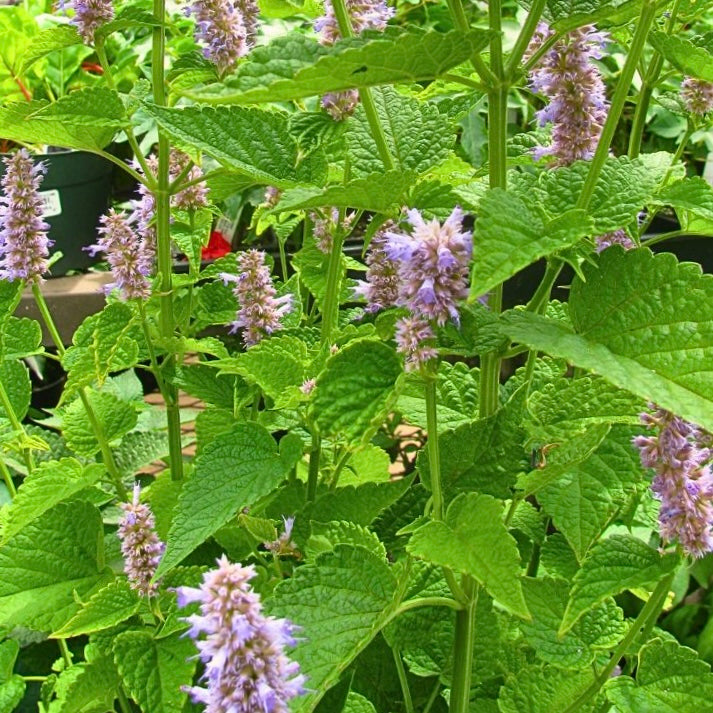 Anise Hyssop Seeds