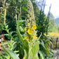 Mullein Tincture