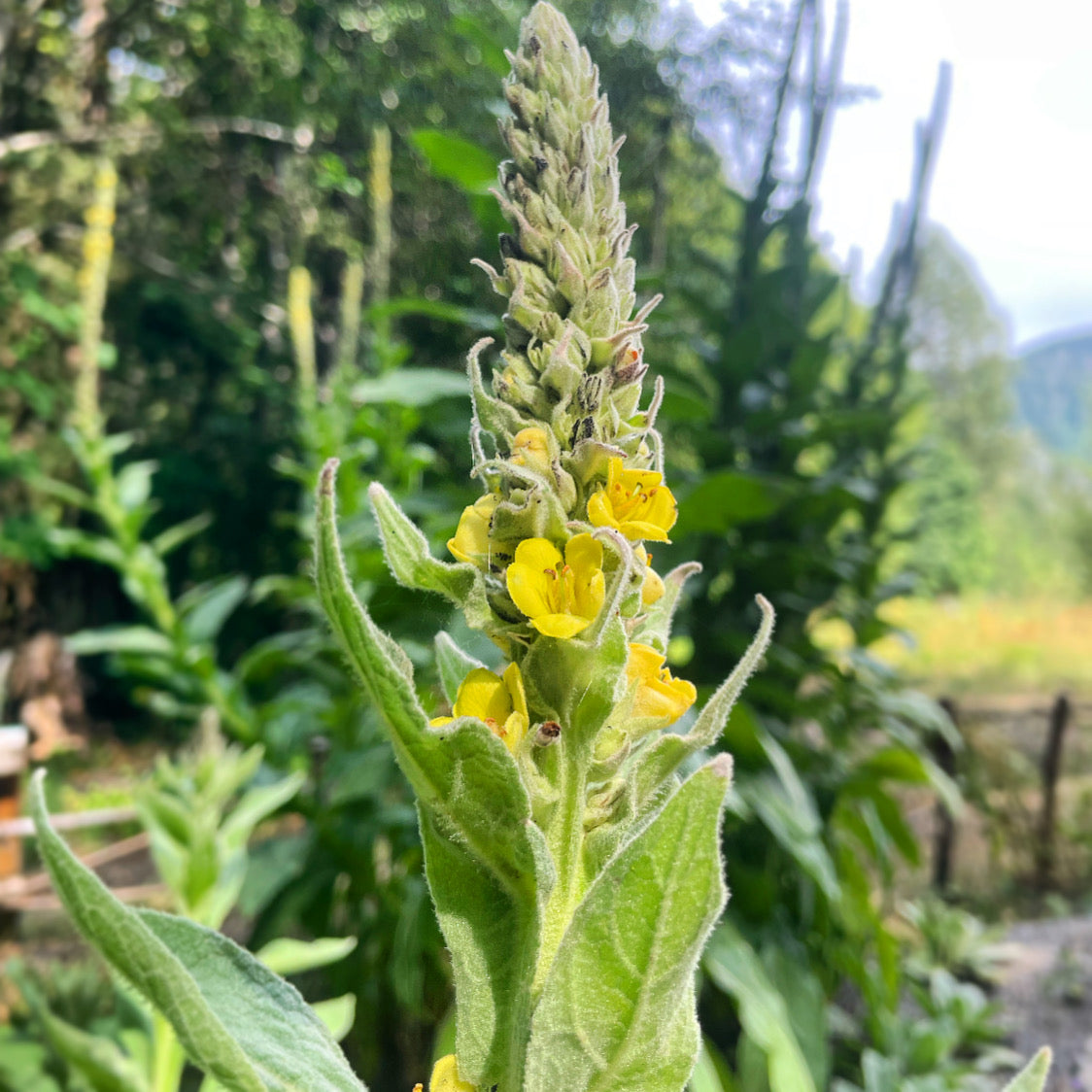 Mullein Tincture