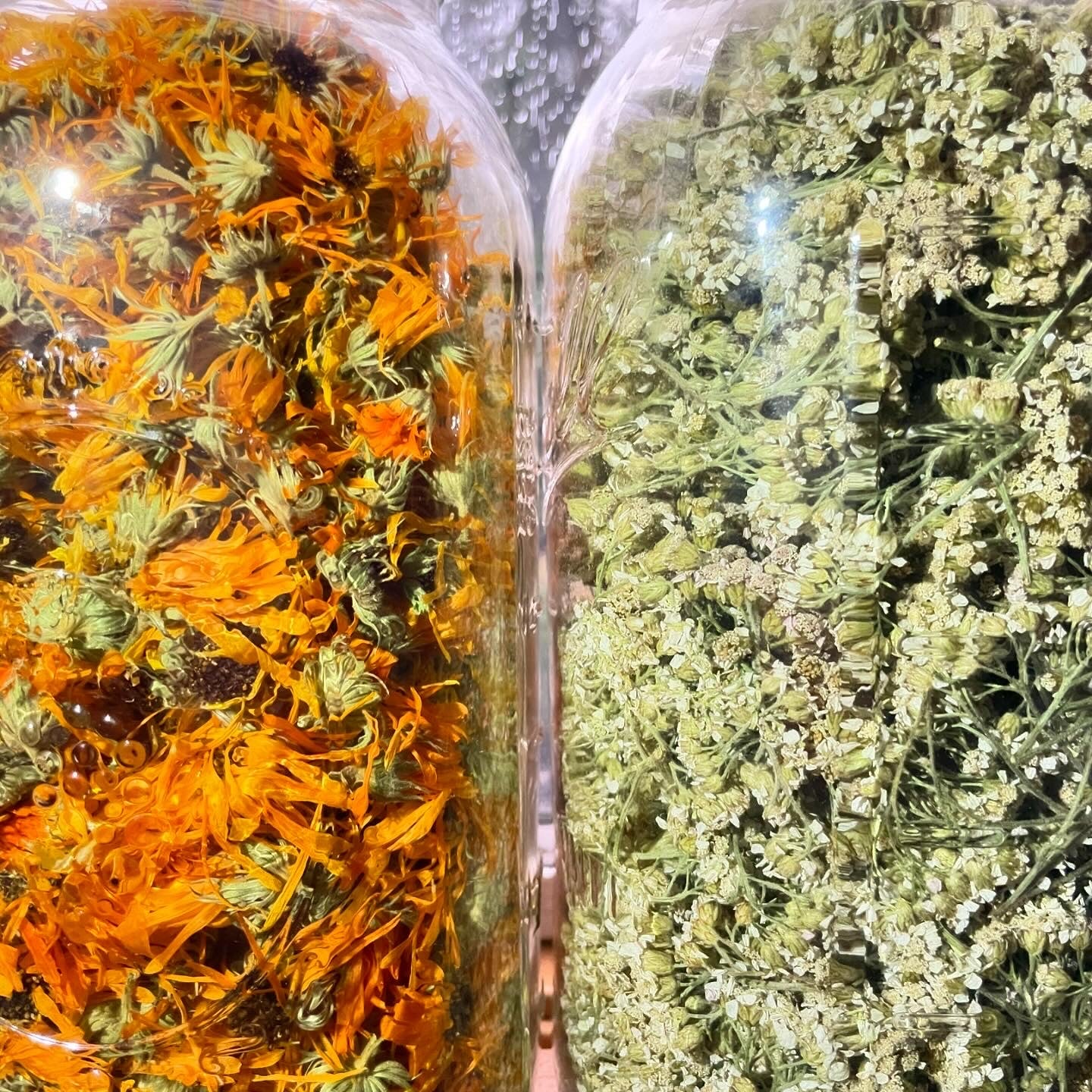 Calendula & Yarrow Face Oil