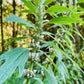 Motherwort Seeds