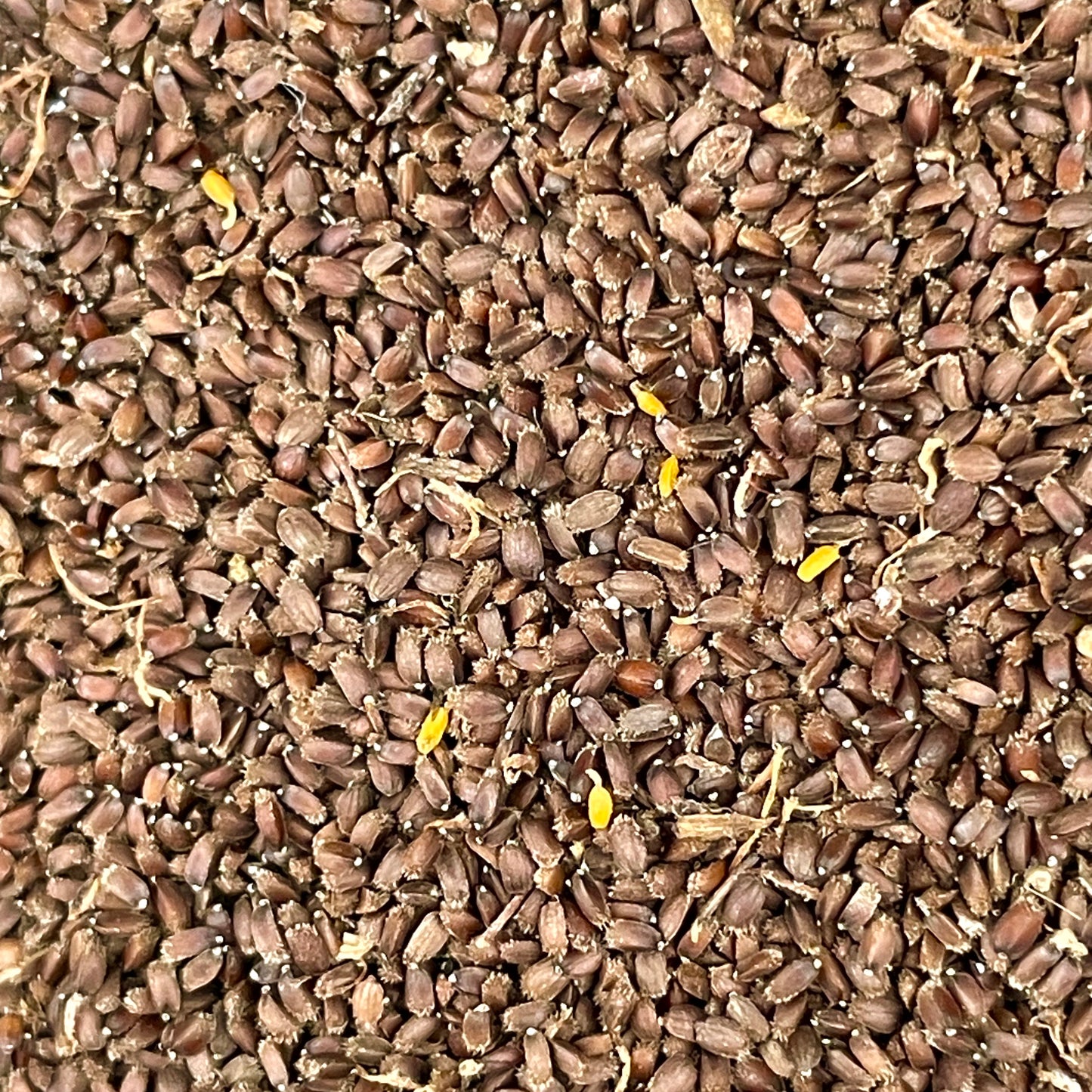 Anise Hyssop Seeds