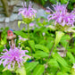 Wild Bergamot Dried Leaf