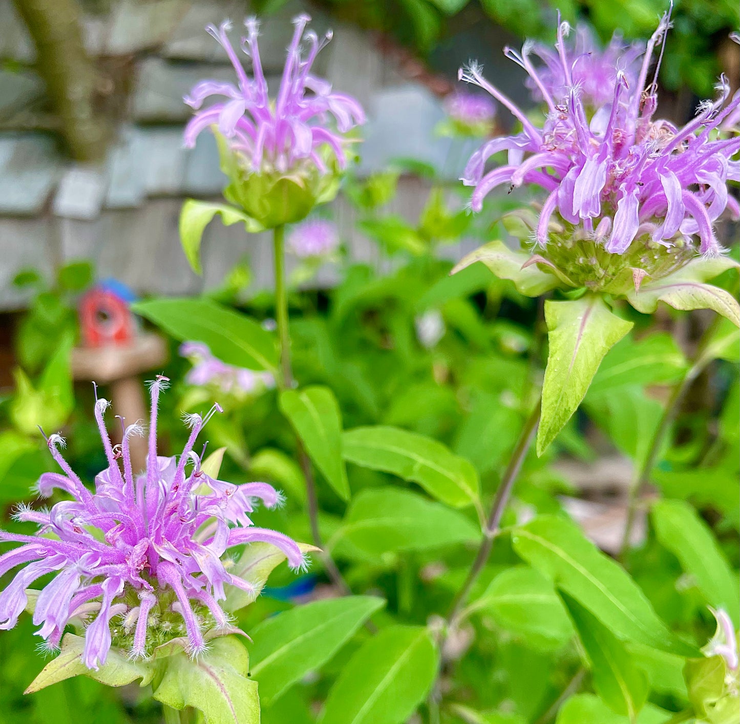 Wild Bergamot Dried Leaf