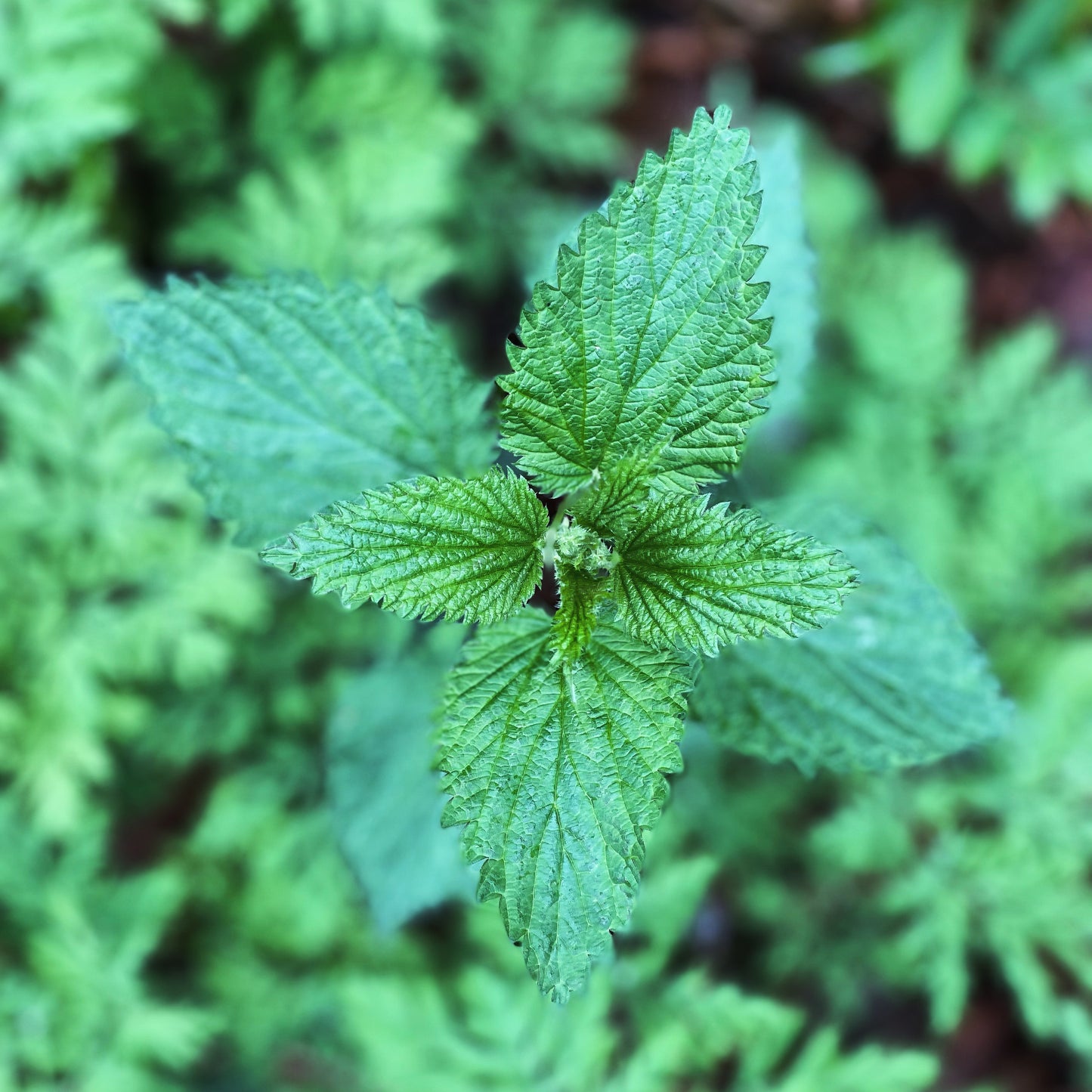 Nettle Tincture