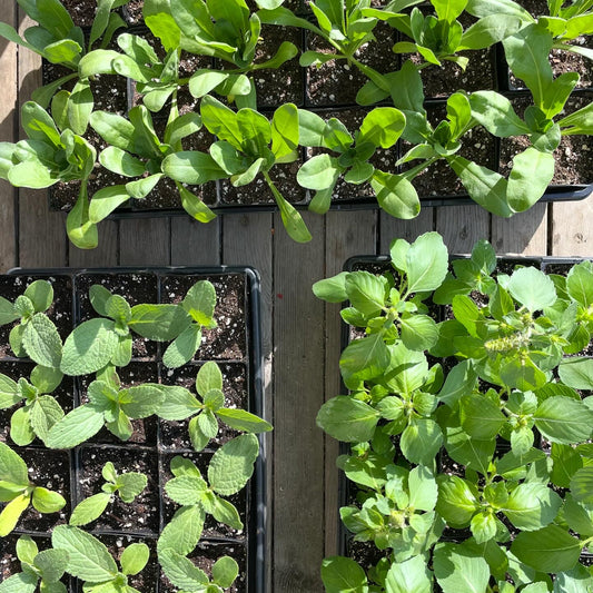 Plant Starts