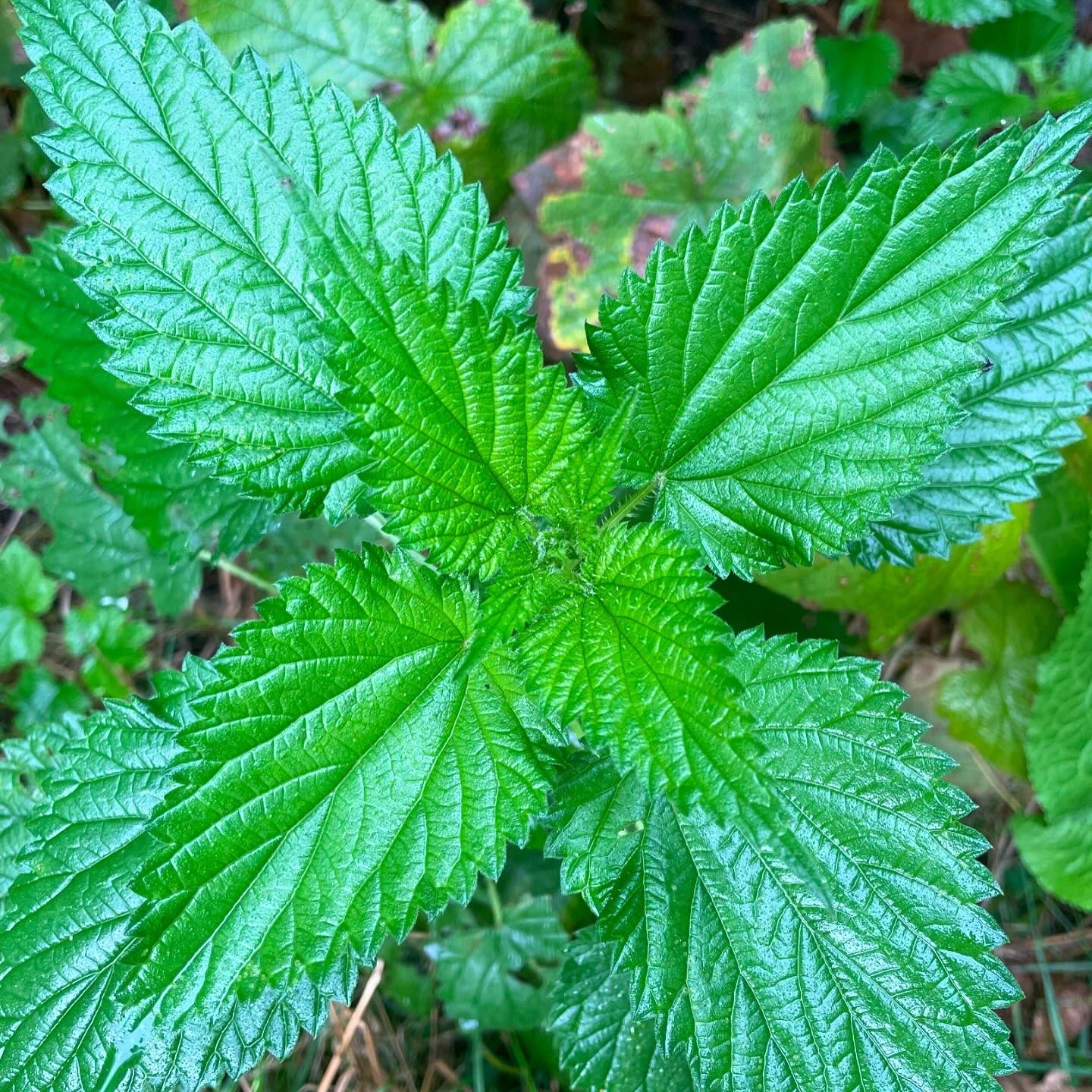 Immune Boost Tincture Blend