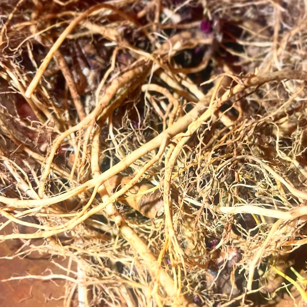 Immune Boost Tincture Blend