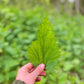 Horsetail Herbal Hair Rinse