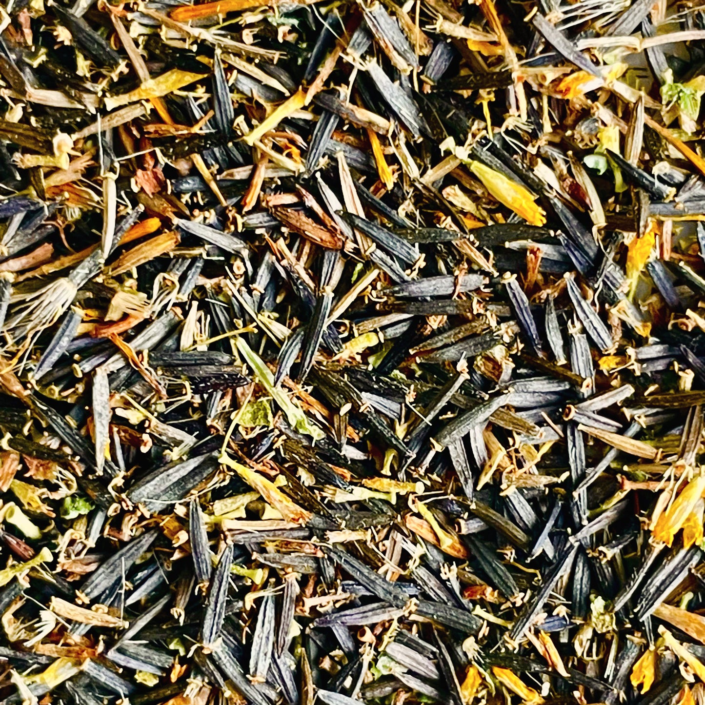 Arnica Seeds