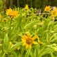 Arnica Seeds