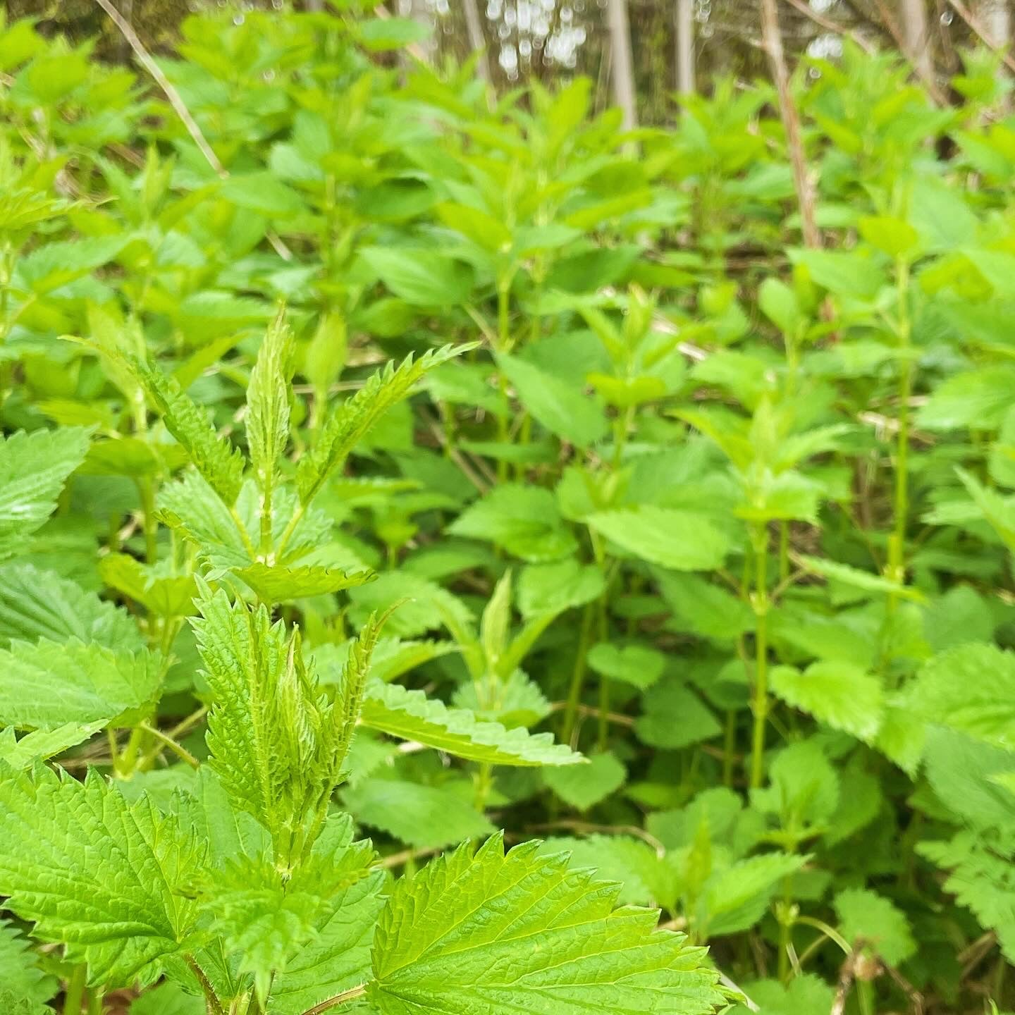 Nettle - Dried Leaf