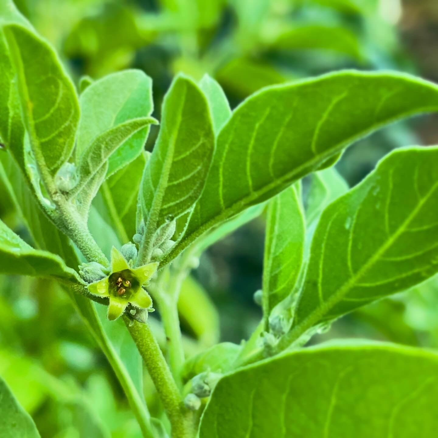 Ashwagandha Tincture