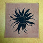 Echinacea Plant Patch
