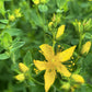 St. John’s Wort Tincture