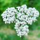 Yarrow Seeds