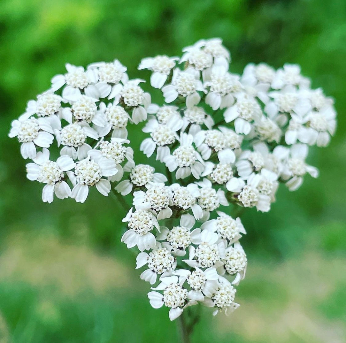 Yarrow Seeds