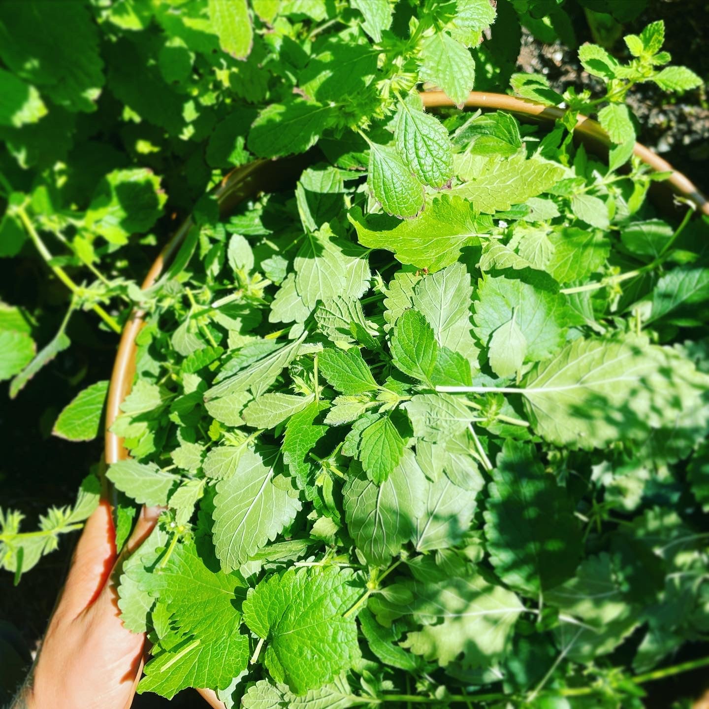 Lemon Balm Tincture