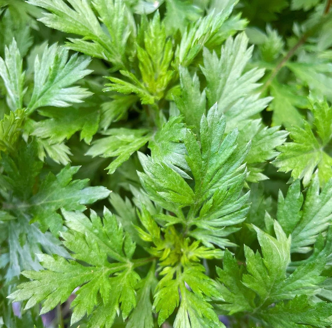 Mugwort Dried Herb