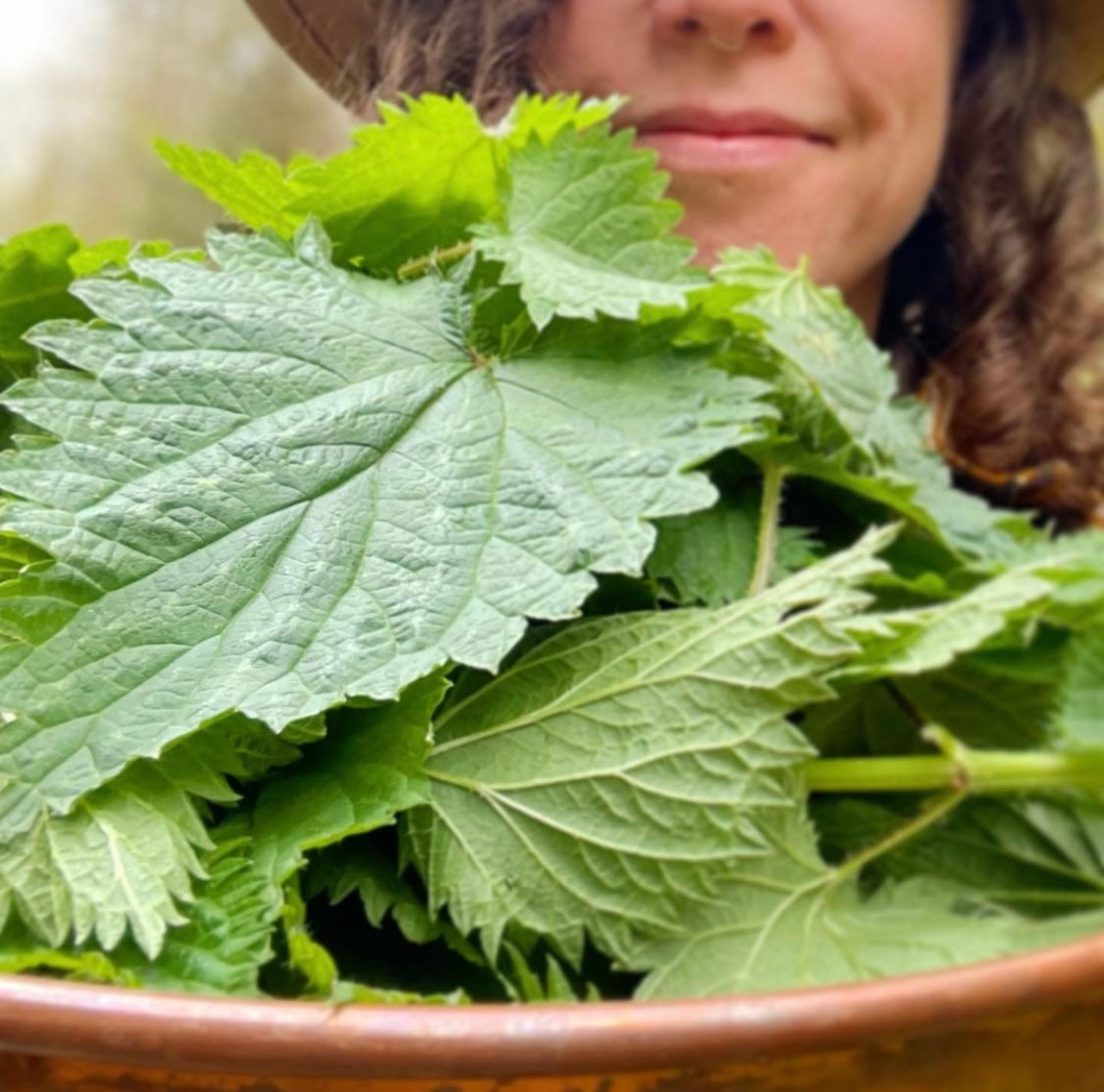 Nettle - Dried Leaf