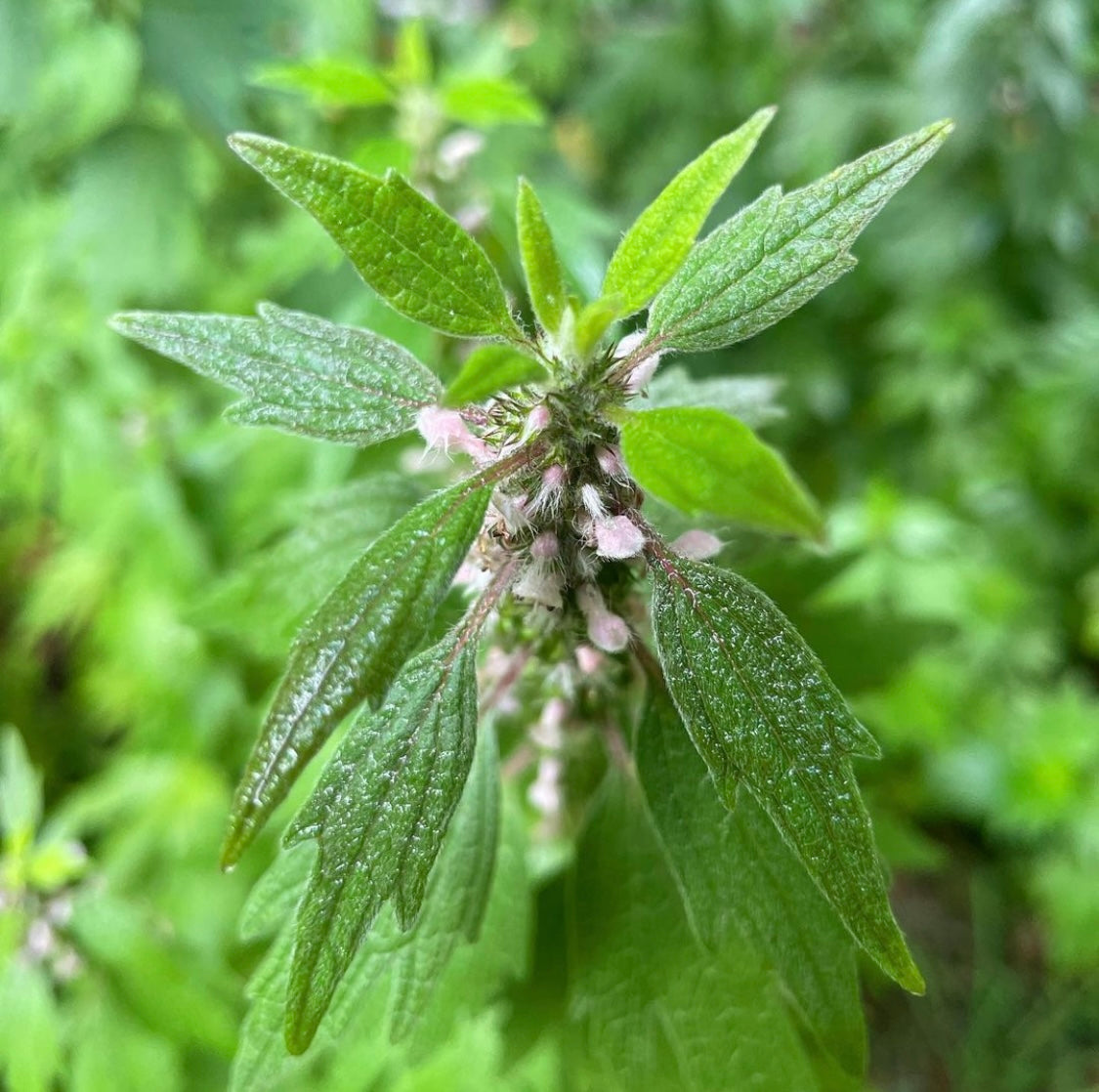 Motherwort Tincture