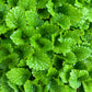 Lemon Balm - Dried Leaf