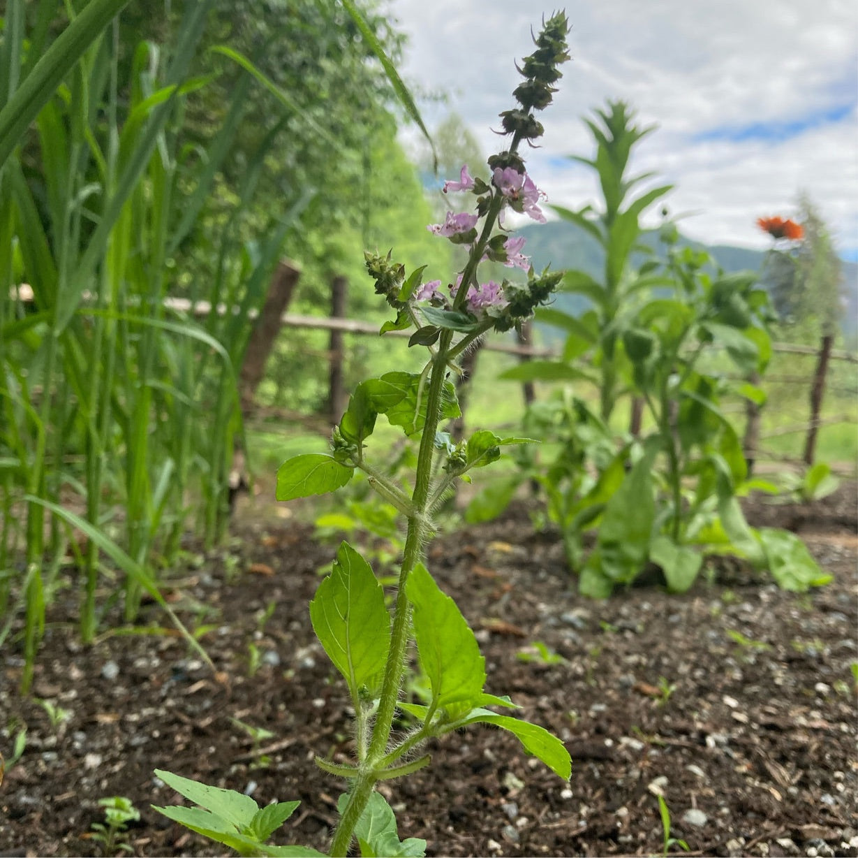 Tulsi - Holy Basil Seeds