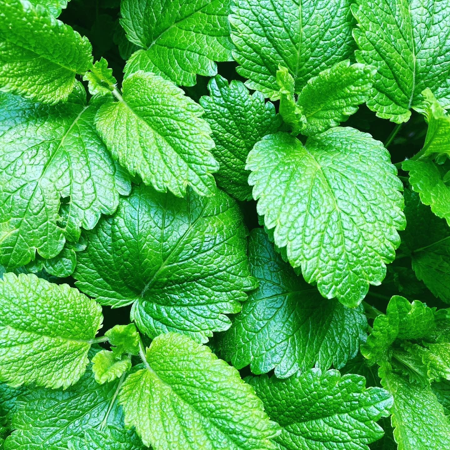 Lemon Balm Tincture