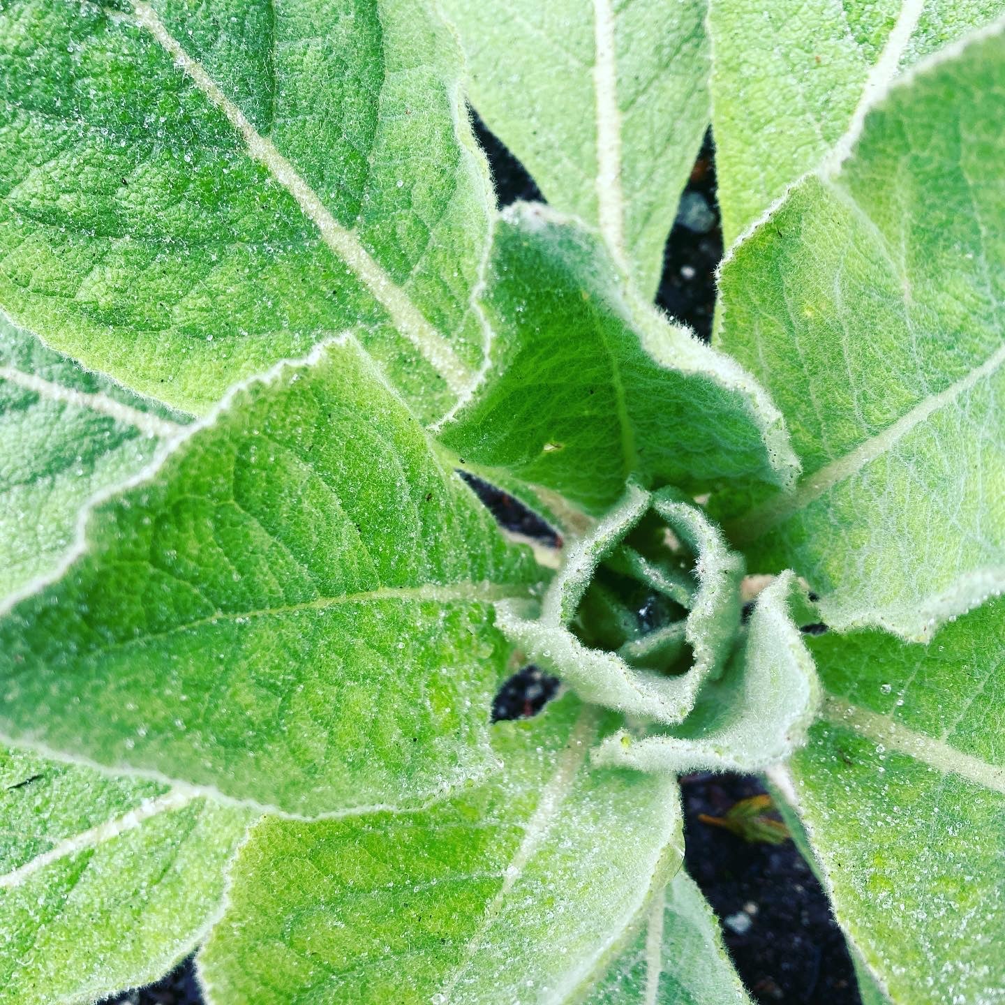 Mullein Seeds