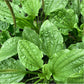 Plantain Seeds